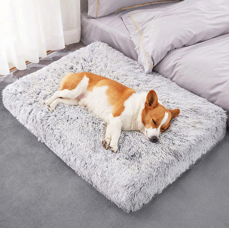 Pet Care & Comfort